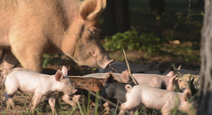 piglets piglets